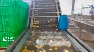 Canned Peach Production Line