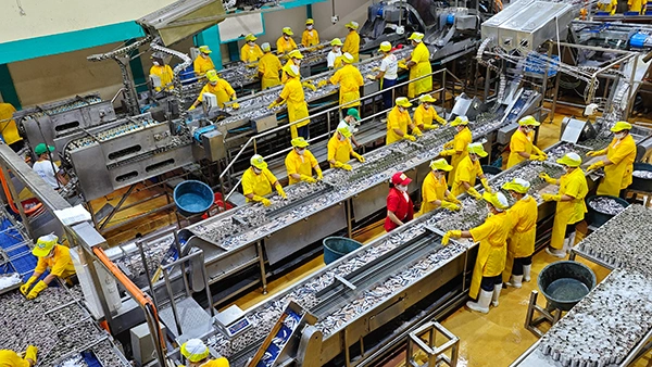 Canned Sardine Production Line