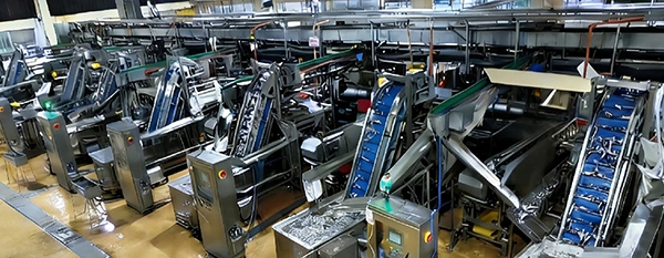 Philippines Canned Sardine Production Line